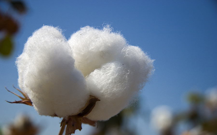 Pima Cotton- Here is why you should choose it!
